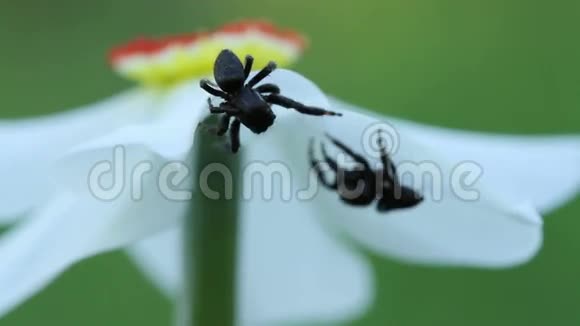两只雄性跳跃蜘蛛在水仙花上相遇视频的预览图