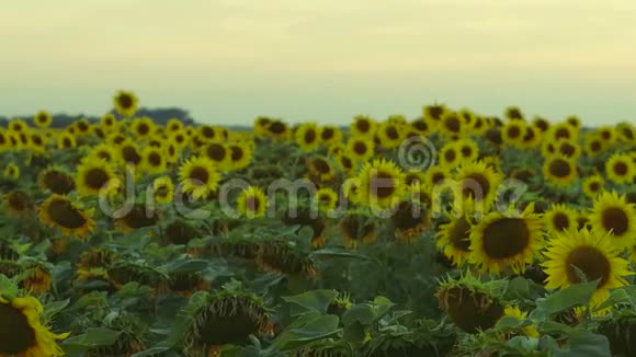 鲜艳的黄花视频的预览图