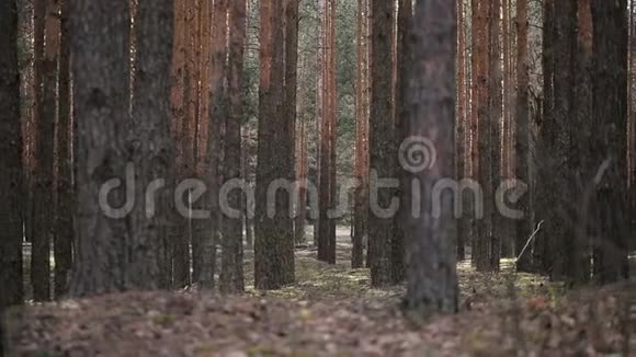 春天的松树森林视频的预览图