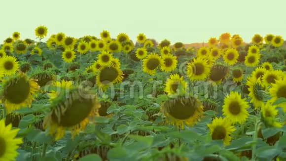 鲜艳的黄花视频的预览图