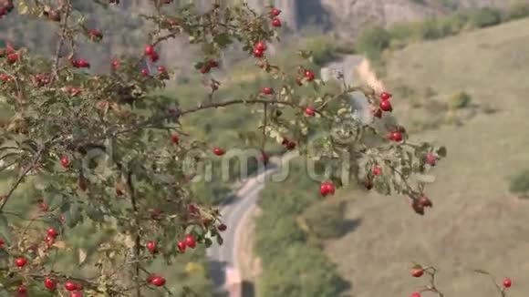 在亚美尼亚的路有玫瑰臀部视频的预览图