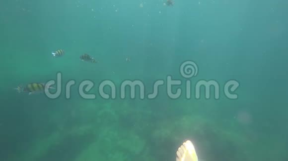 水下观鱼安达曼海的鱼视频的预览图