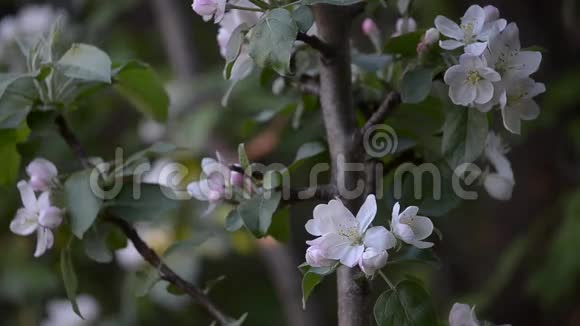 春天开花的果树视频的预览图