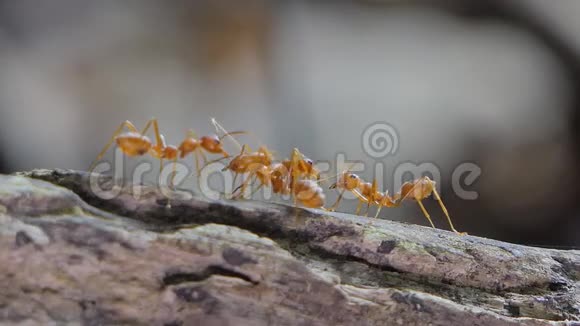 红蚂蚁在热带雨林的树枝上视频的预览图