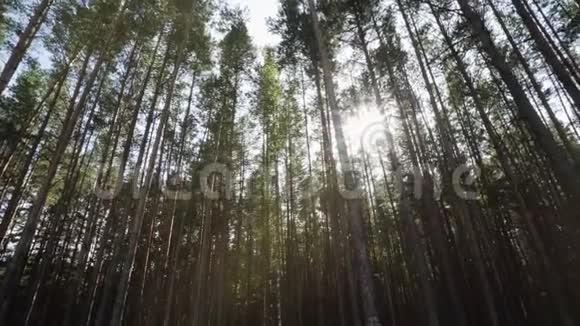 阳光穿过针叶松林美丽的秋色自然视频的预览图