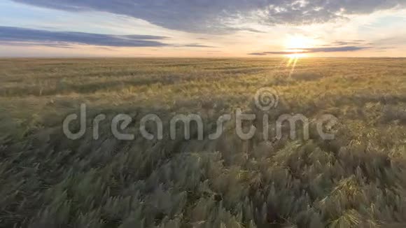 在美丽的夏日夕阳下飞过金色的麦田黄麦在微风中摇曳视频的预览图