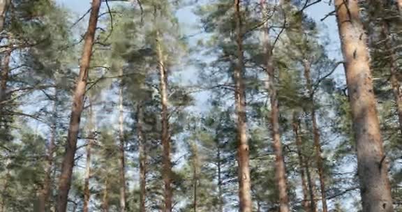 松林从风中摇曳视频的预览图