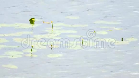 有大叶和黄色开花的睡莲的湿地湖泊水生沼泽植物覆盖并漂浮在光滑的水平上视频的预览图