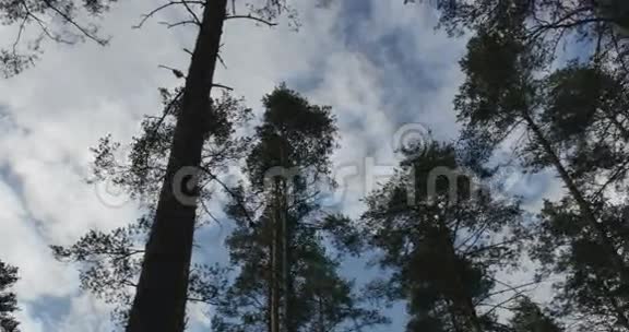 松林从风中摇曳视频的预览图
