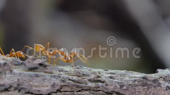 红蚂蚁在热带雨林的树枝上视频的预览图