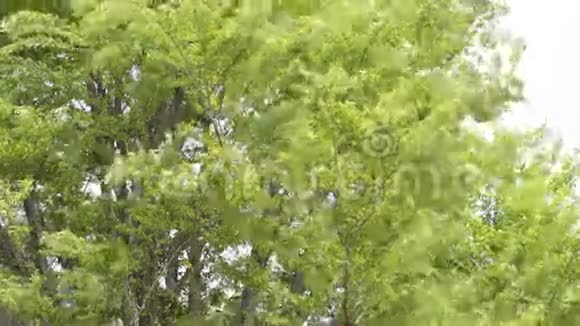 泽尔科娃树摇曳视频的预览图