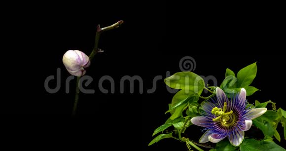 一个盛开的西番莲和兰花的集合两个时间的拼贴画视频的预览图