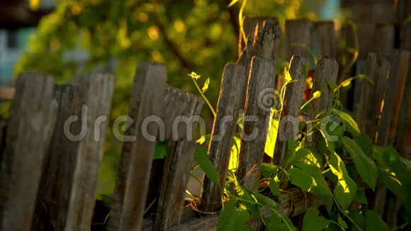 爬上木篱笆植物视频的预览图