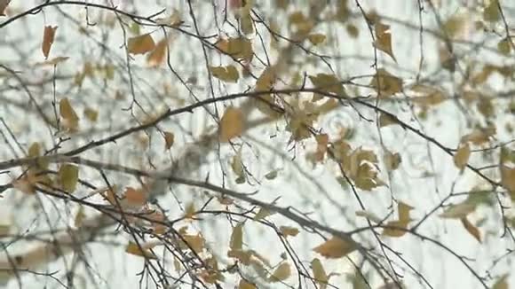 冬天和降雪时的桦树视频的预览图