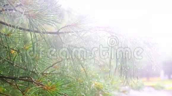 大雨Thuja树视频的预览图