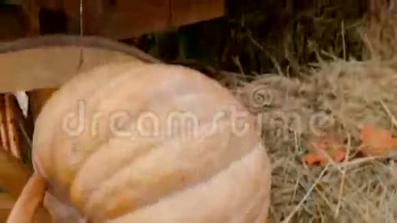 美丽的南瓜躺在乡村马车上视频的预览图