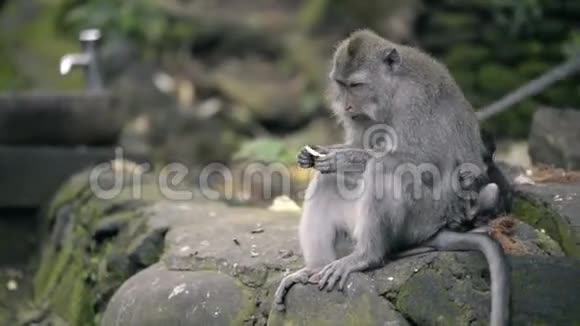 猴子妈妈和猴子宝宝吃水果视频的预览图
