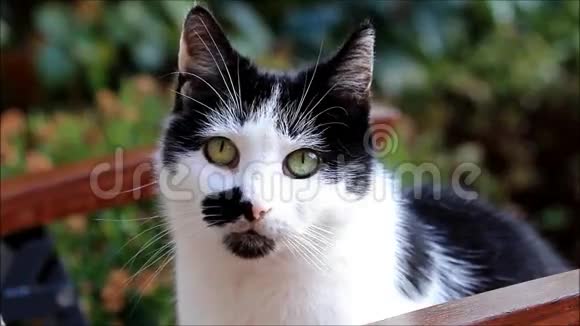 女猫白黑的样子近点视频的预览图