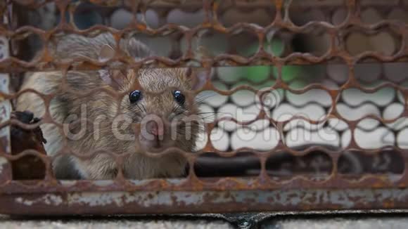 老鼠在笼子里捉老鼠老鼠已经把这种疾病传染给人类比如钩端螺旋体病鼠疫住宅视频的预览图