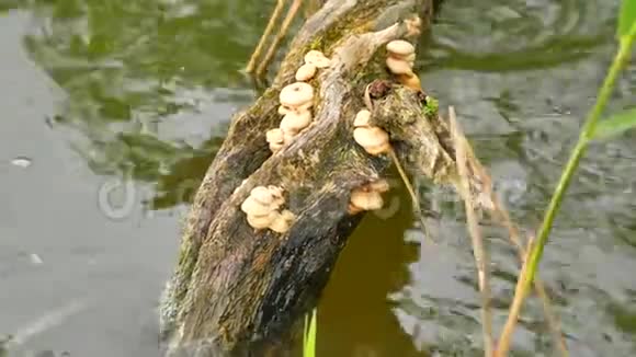 一群棕色的小木烧蘑菇生长在水中破碎的树干上树在池塘上荡起小浪视频的预览图