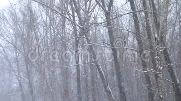 冬季森林下雪了弗罗斯特圣诞节冬天的背景视频的预览图