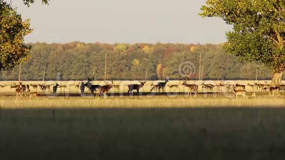 在交配季节休耕牛群视频的预览图