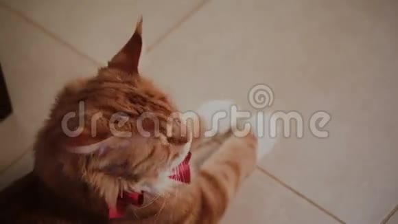 房子里木楼梯上的红猫视频的预览图
