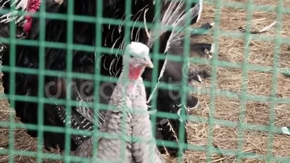 绿色栅栏后面的鸟舍里有黑色火鸡动物园里的农场动物春天慢动作视频的预览图