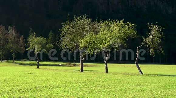 秋天的苹果园背景的群山视频的预览图