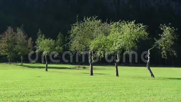 秋天的苹果园背景的群山视频的预览图