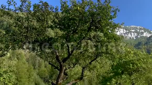 秋天的苹果园背景的群山视频的预览图