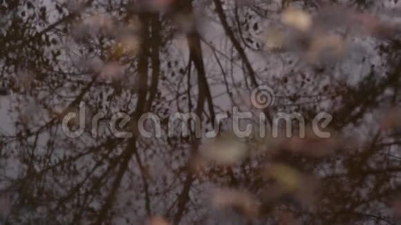 女孩穿过一个水坑它反映了无叶的秋树视频的预览图