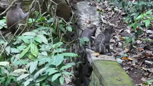 巴厘岛有成年动物的猴子宝宝视频的预览图