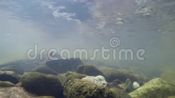 超高清4K水下景观视频的预览图