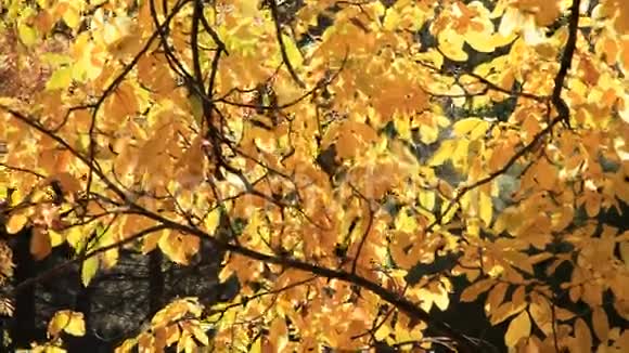 静静的金色秋天视频的预览图