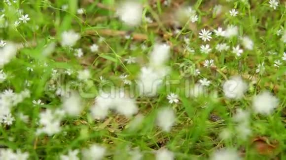 小白花盛开的灌木背景视频的预览图