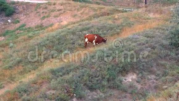 孤独的奶牛在日落时放牧视频的预览图