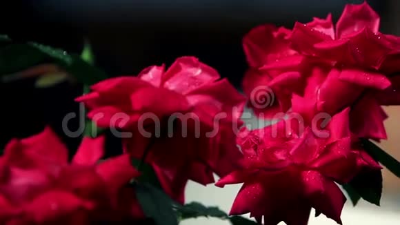 红玫瑰和年轻夫妇在按摩浴缸里度过浪漫时光视频的预览图