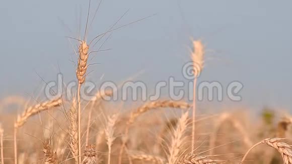 小麦对抗蓝天特写谷物作物视频的预览图