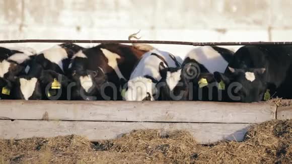 牛犊在农场吃绿色食品视频的预览图