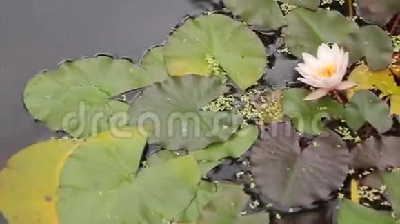 沼泽里美丽的花和叶沼泽莲花湖里的花和叶植物漂浮的绿色沼泽视频的预览图