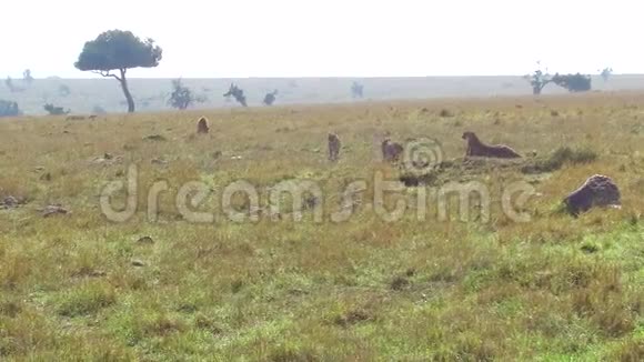 非洲热带草原的猎豹和鬣狗视频的预览图