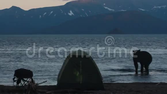 在露营地熊视频的预览图
