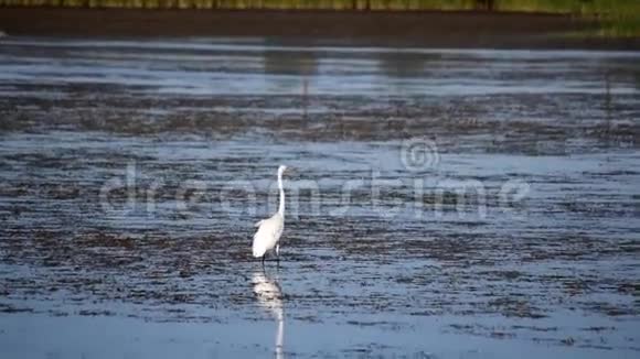 伟大的白鹭跨过湿地视频的预览图