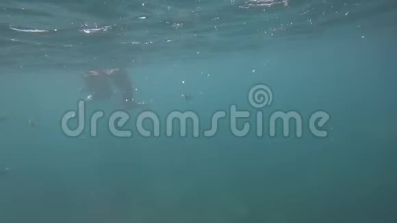 安达曼海的水下浮潜视频的预览图