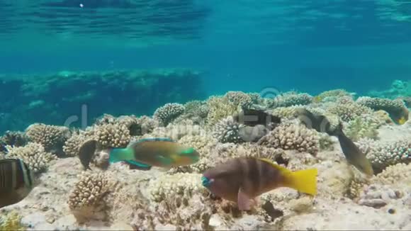 神奇的水下世界奇异的鱼和珊瑚视频的预览图