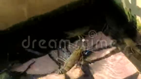 游泳池里的虾准备在餐厅做饭视频的预览图