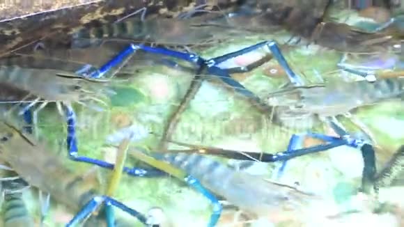 游泳池里的虾准备在餐厅做饭视频的预览图
