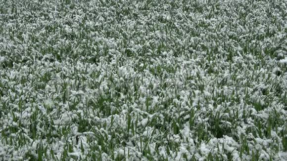 五月的春雪落在小麦芽上视频的预览图