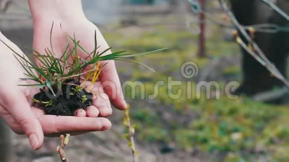 女孩拿着一棵绿草和大地一起发芽视频的预览图